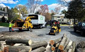 Best Hazardous Tree Removal  in Manhattan Beach, CA