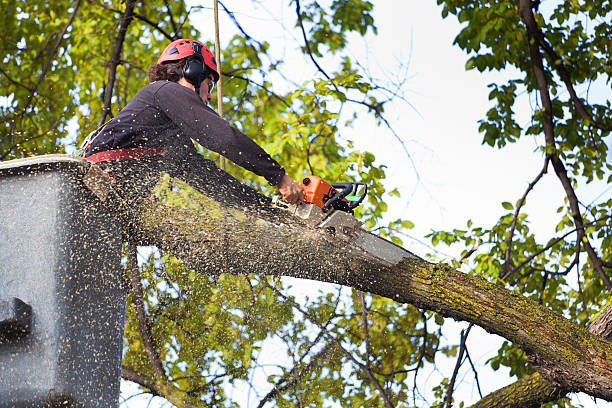 Trusted Manhattan Beach, CA Tree Care Services Experts